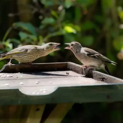 Simple Garden Addition Attracts More Birds Than Seed, Gardener Says
