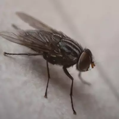 Simple Lemon and Clove Windowsill Trick to Repel Flies for Just £1