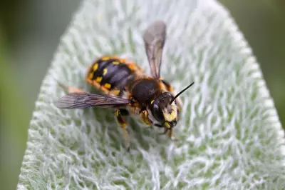 Spotting Garden Bees: A Guide to UK Species Before World Bee Day