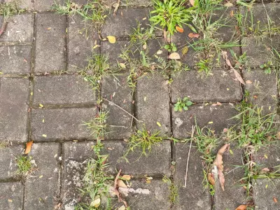 Sprinkle Salt on Patio Cracks to Banish Weeds Naturally, No Chemicals Needed