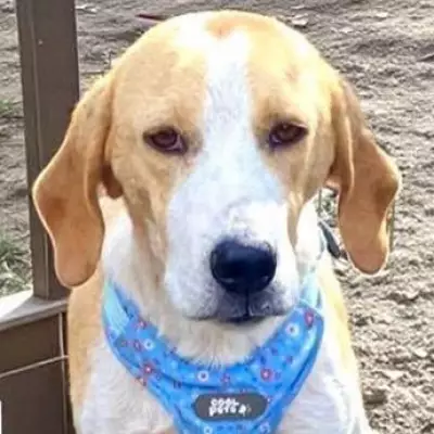 Starved 'Bag of Bones' Dog Dolly Seeks Forever Home in UK