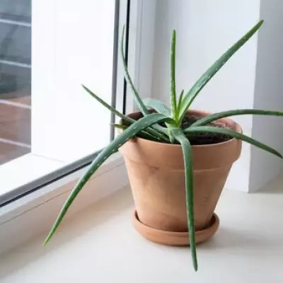 Stay Cool Indoors Without a Fan Using This Green Item by Your Window