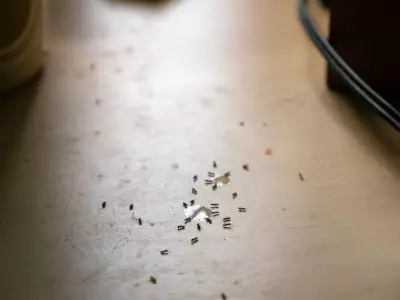 Stop Ants Infesting Your Kitchen with This Simple 5-Minute Habit