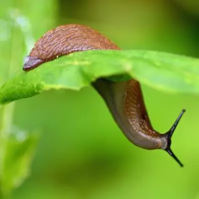 Stop Slugs Eating Plants: Place Beer in Garden This May