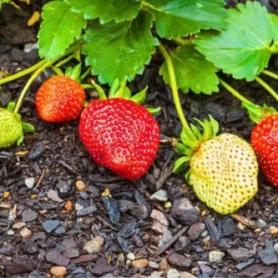 Strawberries Thrive with Simple Straw Mulching Trick