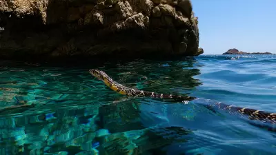 Swimming Snakes Threaten Ibiza's Endemic Lizards