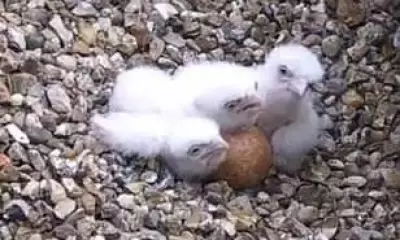 Three Peregrine Falcon Chicks Hatch at St Albans Cathedral After Egg Trampling Incident