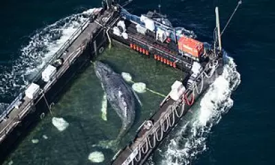 Timmy the Humpback Whale Likely Dead Despite £1.3M Rescue Effort