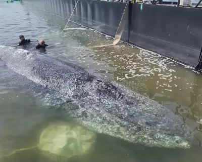 Timmy the Whale Confirmed Dead After Controversial Rescue Attempt