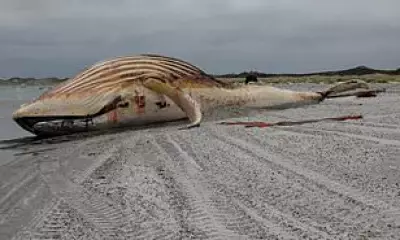 Timmy the Whale Dies: Failed Baltic Rescue Ends on Danish Beach