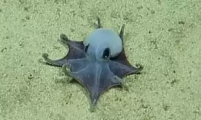 Tiny Blue Octopus Discovered in Galápagos: A New Species