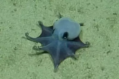 Tiny Blue Octopus Discovered Near Galapagos Confirmed as New Species