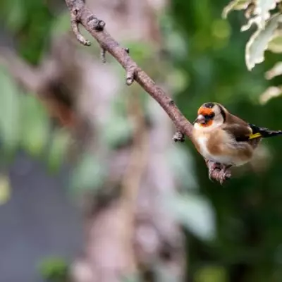 Top 5 Plants to Attract Birds to Your UK Garden This Spring