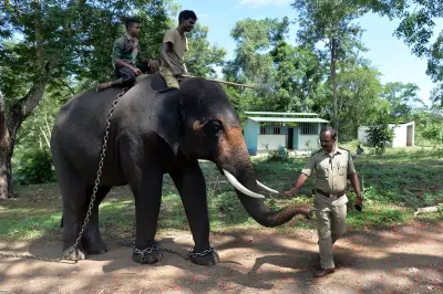 Tourist Killed by Fighting Elephants at Indian Wildlife Camp