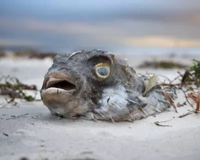 Toxic Algal Bloom in South Australia May See Second Wave