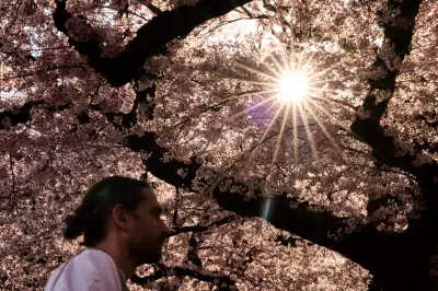 Trees Counter Half of Urban Heating but Miss Poorest Cities
