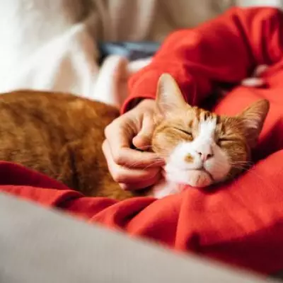 UK Animal Bite Infections Hit Record High After Lockdown Pet Boom