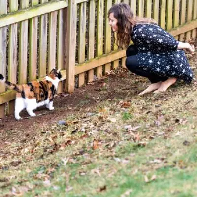 UK Laws on Finding Stray Cats and Dogs: Your Legal Rights Explained