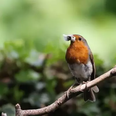 UK Wildlife Knowledge Gap: Brits Struggle to Identify Garden Birds