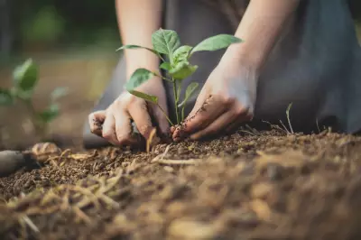 Urban Gardens May Contain Lead: Simple Ways to Reduce Exposure