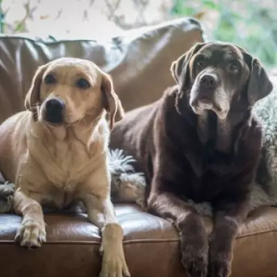 Vet explains cloudy eyes in senior dogs are normal sign of ageing gracefully