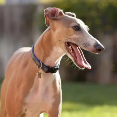 Vet Warns: 8 Dog Breeds at Risk of Overheating This UK Summer