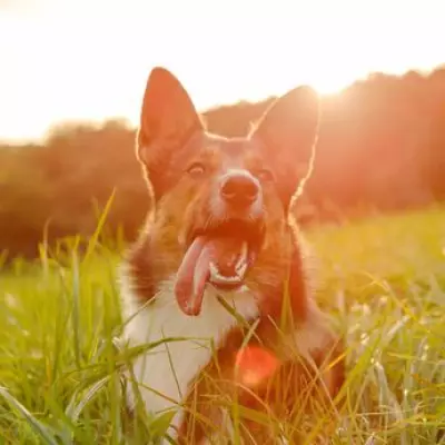 Vet Warns UK Dog Owners of Heatwave Risks Including Cancer