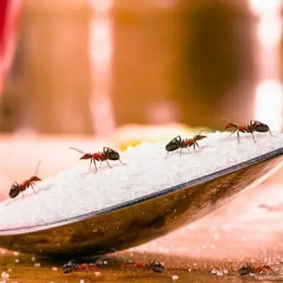 Vinegar Spray Keeps Ants and Flies Away This Spring