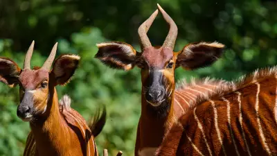 Week in Wildlife: Rare Bongos, Thames Seal Marmalade, and More