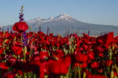 Weekend Photos: Poppies, Protests, and Pride Around the World