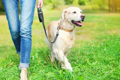 When Is It Too Hot to Walk Your Dog? 11 Tips for Heatwave Safety