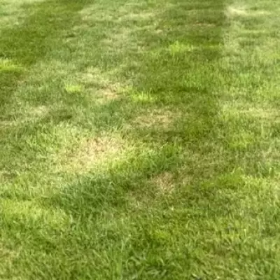 Why You Shouldn't Water Brown Lawns During a Heatwave