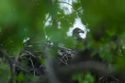 Wild bald eagle hatchlings seen in Chicago for first time in over 100 years