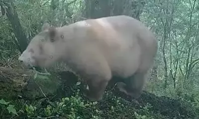 World's Only Albino Panda Spotted in Chinese Nature Reserve