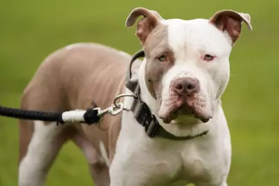 XL Bully Owner Pleads Guilty After Fatal Attack on Teen in Bristol