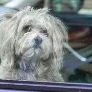 1 in 6 Dog Owners Admit Leaving Pets in Hot Cars, Brits Call for Fines