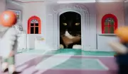 10 Must-Have Items to Cat-Proof Your Home and Protect Furniture