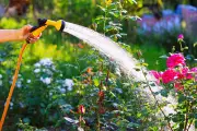 11 Expert Tips to Help Your Lawn and Garden Survive a Heatwave