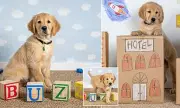 12-Week-Old Guide Dog Puppy Buzz Begins Training Journey