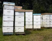150K Worth of Beehives Stolen from Rural NSW Property in Targeted Theft