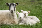 16 Ill in Cryptosporidium Outbreak at Edinburgh Petting Farm