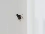2-Ingredient Natural Remedy Keeps Flies Out of Your Home for Under £1