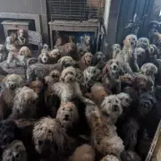 250 Dogs Rescued from Squalid Home Find Loving Forever Homes After Transformation