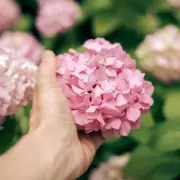 3 Spring Tasks for Stunning Hydrangea Blooms This Summer