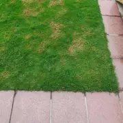 4-Step Method to Fix Lawn Patches, Germination in Weeks