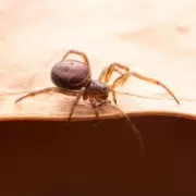 £5 DIY Spider Repellent: Vaseline and Peppermint Oil Hack