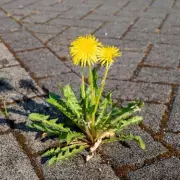 5 Experts Reveal the Best Natural Method to Stop Driveway Weeds This Spring