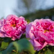 5 Long-Lived Perennial Plants That Bloom for Decades, One Lasts 50 Years