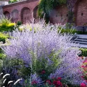 5 Low Maintenance Plants for UK Gardens That Thrive on Neglect