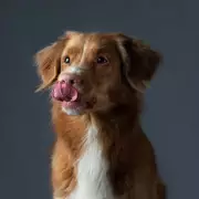6 Subtle Signs Your Dog May Be Distressed: Whale Eye, Shaking, and More